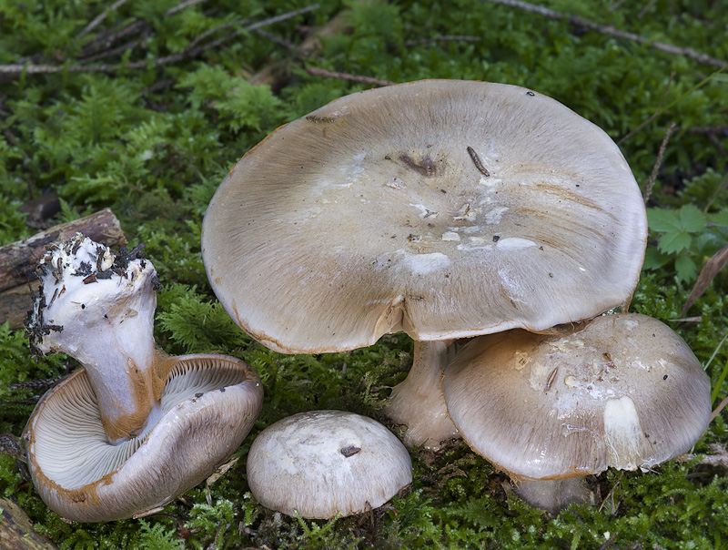 Cortinarius foetens